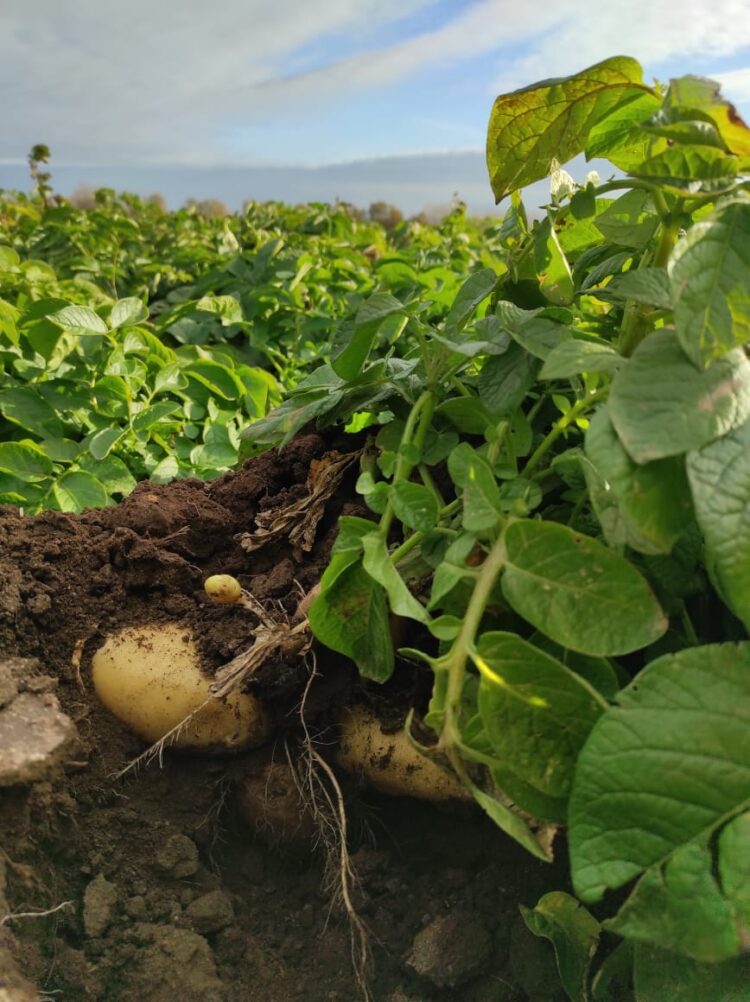 La familia Cardinali escuchó a César Gramaglia, del INTA, y juntos lograron la primera papa agroecológica del país: Hoy igualan los rindes de la producción convencional