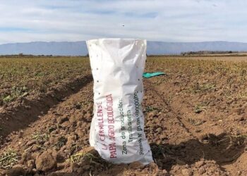 La familia Cardinali escuchó a César Gramaglia, del INTA, y juntos lograron la primera papa agroecológica del país: Hoy igualan los rindes de la producción convencional