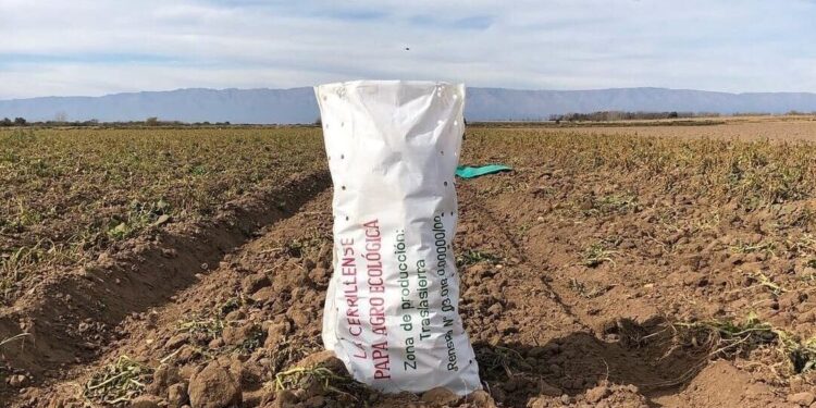 La familia Cardinali escuchó a César Gramaglia, del INTA, y juntos lograron la primera papa agroecológica del país: Hoy igualan los rindes de la producción convencional