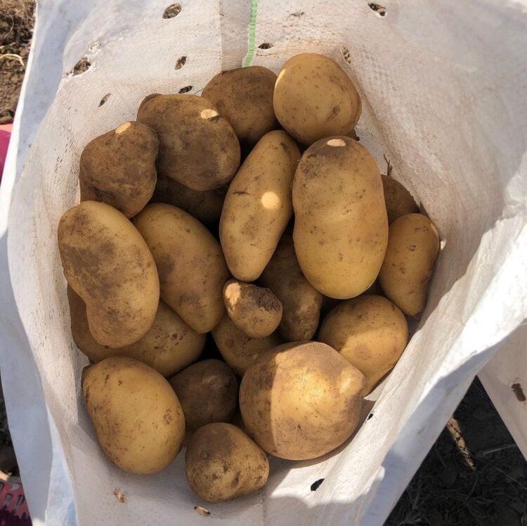 La familia Cardinali escuchó a César Gramaglia, del INTA, y juntos lograron la primera papa agroecológica del país: Hoy igualan los rindes de la producción convencional