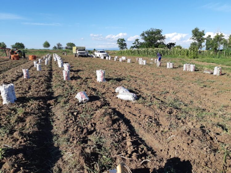 La familia Cardinali escuchó a César Gramaglia, del INTA, y juntos lograron la primera papa agroecológica del país: Hoy igualan los rindes de la producción convencional