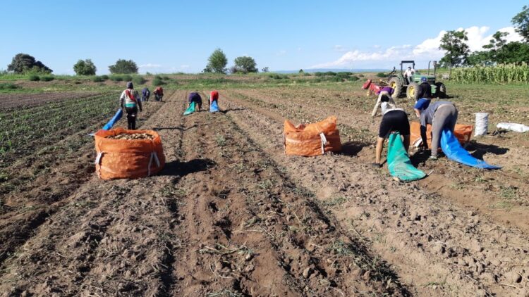 La familia Cardinali escuchó a César Gramaglia, del INTA, y juntos lograron la primera papa agroecológica del país: Hoy igualan los rindes de la producción convencional