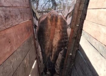 La historia detrás de la foto: ¿Alguna vez pensaste en plotear tu manga? José Mujica lo hizo con increíbles resultados