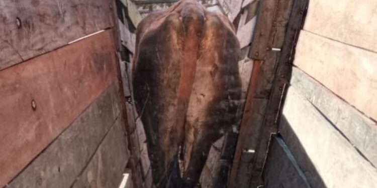 La historia detrás de la foto: ¿Alguna vez pensaste en plotear tu manga? José Mujica lo hizo con increíbles resultados