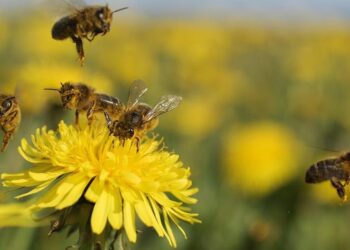 ¡Qué suerte que las abejas no cobran por sus servicios! La factura por la polinización llegaría a casi 800 millones de dólares