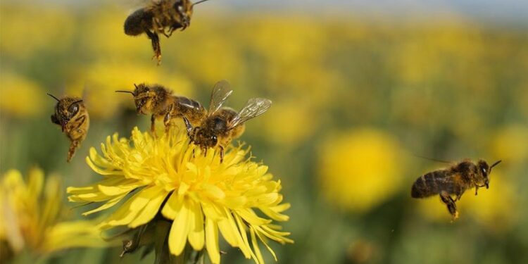¡Qué suerte que las abejas no cobran por sus servicios! La factura por la polinización llegaría a casi 800 millones de dólares