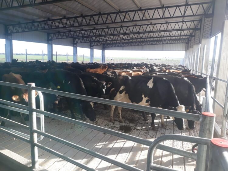 Fernando Cuadrado hizo una inversión redonda: Incorporó un “tambo calesita” que les permite ordeñar 1000 vacas en un tercio del tiempo que les llevaba antes