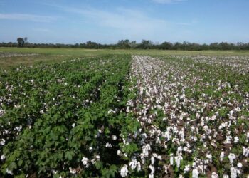 La campaña de algodón termina mejor de lo esperado: “Con las semillas nuevas del INTA estamos en un promedio bastante alto de rinde”, dijo Héctor Linke