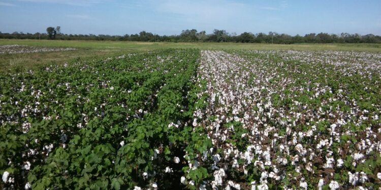 La campaña de algodón termina mejor de lo esperado: “Con las semillas nuevas del INTA estamos en un promedio bastante alto de rinde”, dijo Héctor Linke