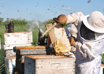 La Peña del Colorado: En el Día del Apicultor, Marité honra a los colmeneros con un poema inédito de su padre, el gran Marcelo Berbel