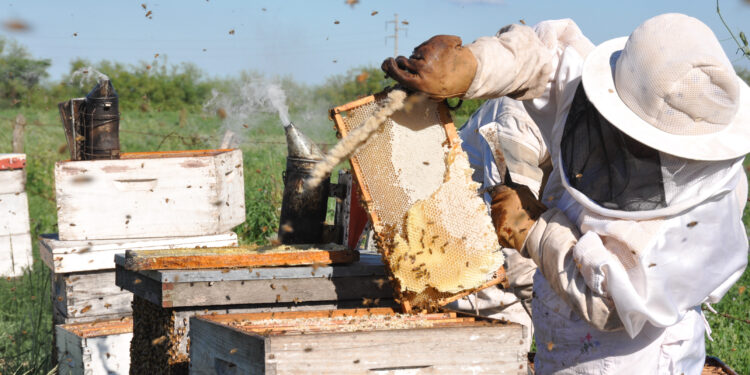 La Peña del Colorado: En el Día del Apicultor, Marité honra a los colmeneros con un poema inédito de su padre, el gran Marcelo Berbel