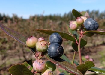 El Comité Argentino de Arándanos confía en que 2021 será un año bisagra en su compromiso social de erradicar el trabajo infantil
