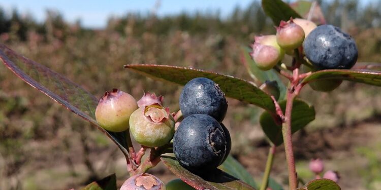 El Comité Argentino de Arándanos confía en que 2021 será un año bisagra en su compromiso social de erradicar el trabajo infantil