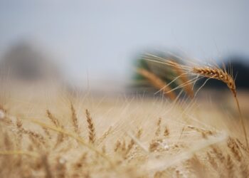 Ahora la fertilización se ajusta con algoritmos: el INTA presentó una herramienta digital para calcular las dosis óptimas de nitrógeno en trigo
