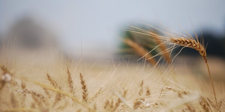 Ahora la fertilización se ajusta con algoritmos: el INTA presentó una herramienta digital para calcular las dosis óptimas de nitrógeno en trigo