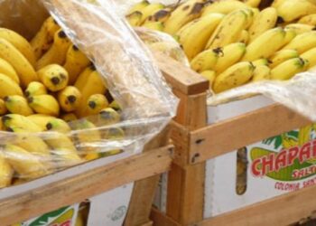 Salta quiere ser líder en producción de frutas tropicales: “El país no le da al sector la importancia que tendría que tener”, aseguran los productores