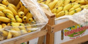 Salta quiere ser líder en producción de frutas tropicales: “El país no le da al sector la importancia que tendría que tener”, aseguran los productores