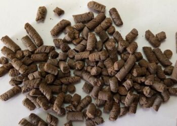 Un pellet de compost entusiasma al INTA por sus resultados en trigo: Comenzará a producirse en Bahía Blanca
