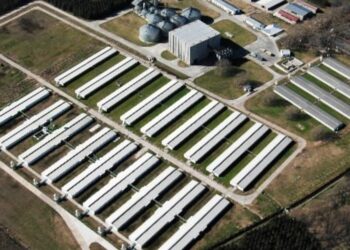 Cabaña Argentina, la principal empresa porcina local, anuncia que invertirá 35 millones de dólares para levantar un nuevo y moderno frigorífico