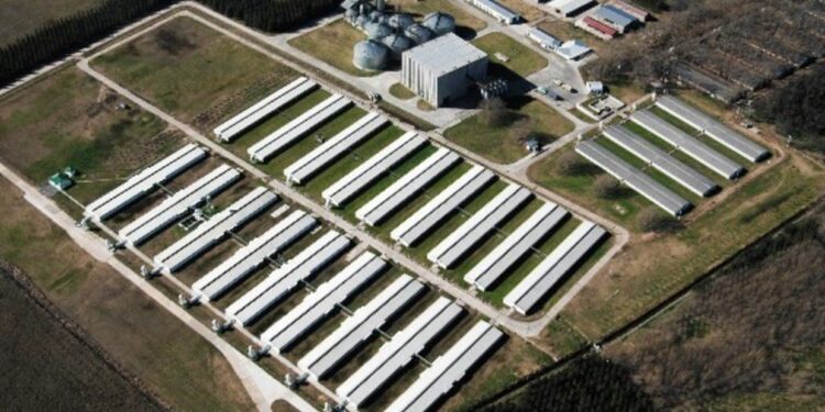 Cabaña Argentina, la principal empresa porcina local, anuncia que invertirá 35 millones de dólares para levantar un nuevo y moderno frigorífico