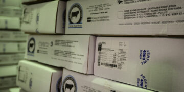 Otro pifie en el reparto de los cupos: Los frigoríficos que recibieron poco volumen para exportar carne no llegan a completar un contenedor por mes y podrían perderlo