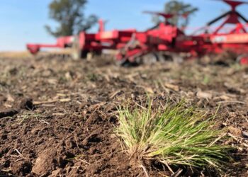 Martín Olivanti le encontró la vuelta a las malezas resistentes con una rastra de disco que solo remueve 3 centímetros de suelo