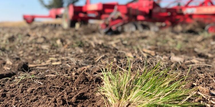Martín Olivanti le encontró la vuelta a las malezas resistentes con una rastra de disco que solo remueve 3 centímetros de suelo
