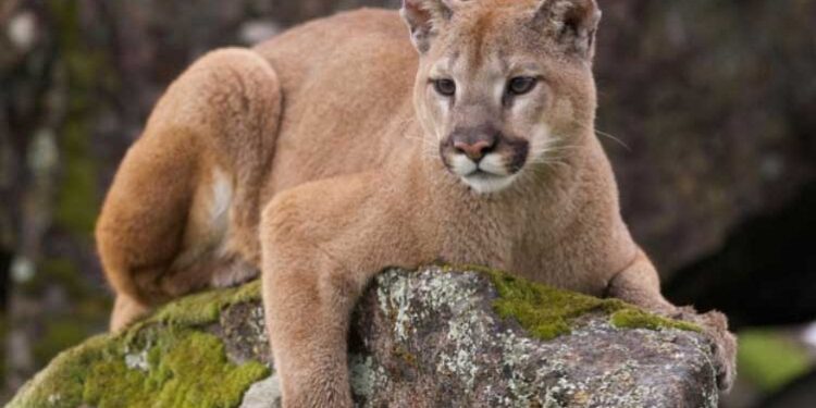 Conservacionistas rechazan la iniciativa del gobierno de Chubut para financiar la caza de pumas y zorros colorados