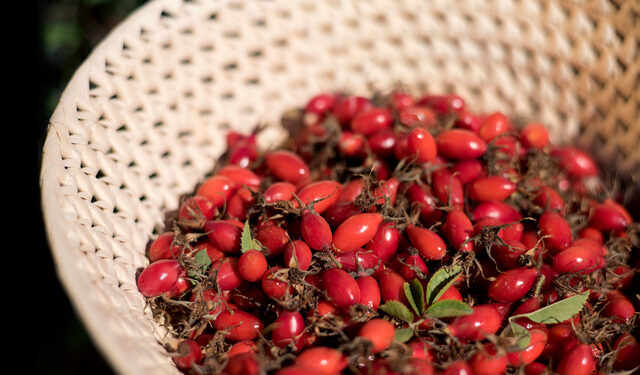 Una firma de Bariloche elabora productos a partir de la Rosa Mosqueta: Podría comenzar a exportarlos a España