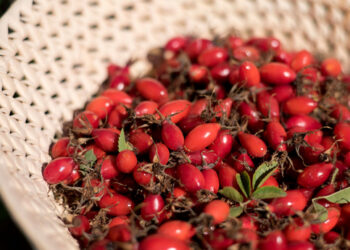 Una firma de Bariloche elabora productos a partir de la Rosa Mosqueta: Podría comenzar a exportarlos a España