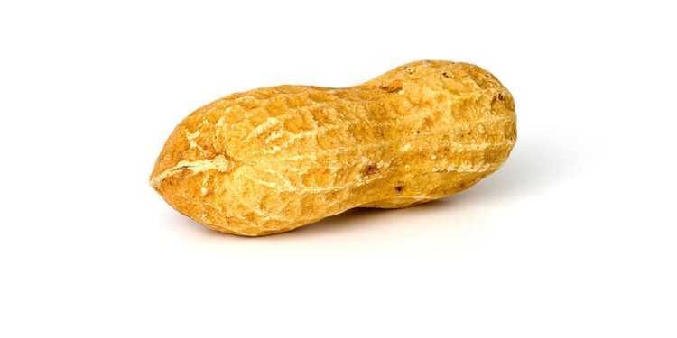 El gobierno anuncia que eliminó retenciones al maní, pero la cadena del maní aclara que ese anuncio es tan chiquito como un maní