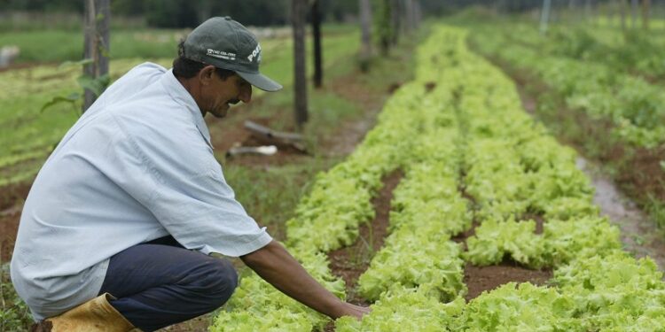 “Todes somos agricultores familiares”: El gobierno flexibiliza el criterio para definir los beneficiarios de sus políticas para pequeños productores