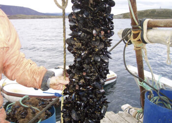 Agroempresas: Newsan Food invierte 200 millones de pesos para producir mejillones en Tierra del Fuego