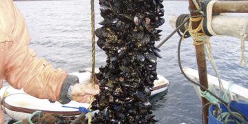 Agroempresas: Newsan Food invierte 200 millones de pesos para producir mejillones en Tierra del Fuego