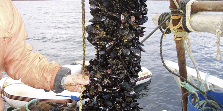 Agroempresas: Newsan Food invierte 200 millones de pesos para producir mejillones en Tierra del Fuego