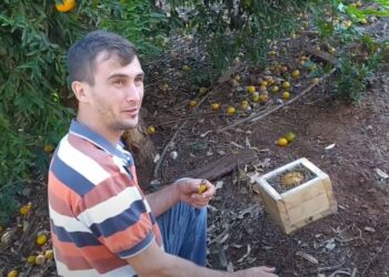 En medio de yerbales, Alberto cría yateí o abejas sin aguijón que elaboran una miel muy rica en propiedades medicinales
