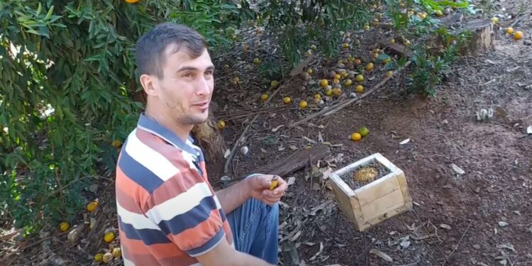 En medio de yerbales, Alberto cría yateí o abejas sin aguijón que elaboran una miel muy rica en propiedades medicinales