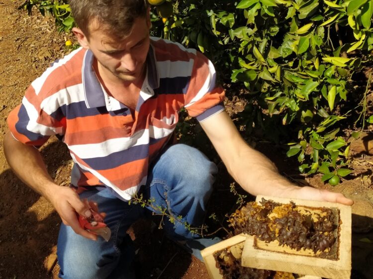 En medio de yerbales, Alberto cría yateí o abejas sin aguijón que elaboran una miel muy rica en propiedades medicinales