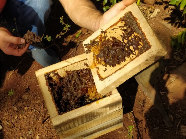 En medio de yerbales, Alberto cría yateí o abejas sin aguijón que elaboran una miel muy rica en propiedades medicinales