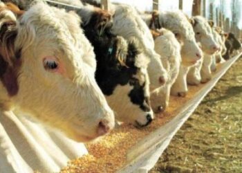 Por el biotipo Hilton, Senasa choca de cabeza contra las paredes: Un funcionario amenazó despedir a veterinarios que se negaban a clausurar campos