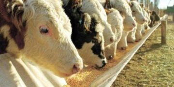 Por el biotipo Hilton, Senasa choca de cabeza contra las paredes: Un funcionario amenazó despedir a veterinarios que se negaban a clausurar campos