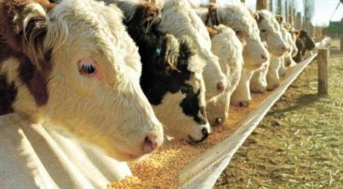 Por el biotipo Hilton, Senasa choca de cabeza contra las paredes: Un funcionario amenazó despedir a veterinarios que se negaban a clausurar campos