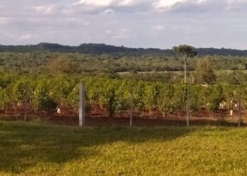 Salió la resolución que limita los nuevos yerbales y se desató una pelea entre las dos provincias productoras