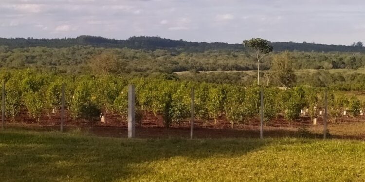 Salió la resolución que limita los nuevos yerbales y se desató una pelea entre las dos provincias productoras