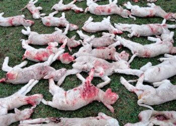 Crónicas robadas: En Uruguay capturaron a un peligroso perro que mordió unos 600 ovinos y mató a tantos que se  perdieron 60 mil dólares