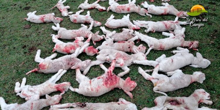 Crónicas robadas: En Uruguay capturaron a un peligroso perro que mordió unos 600 ovinos y mató a tantos que se  perdieron 60 mil dólares