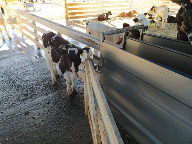 El tambo santafesino La Cabañita montó una moderna guachera donde hay robots que van suministrando la leche justa a los terneros