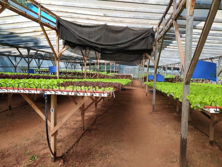 La historia de amor entre Ivana y Hugo dio frutos, pero su pequeña hija no nació de un repollo sino de una lechuga hidropónica