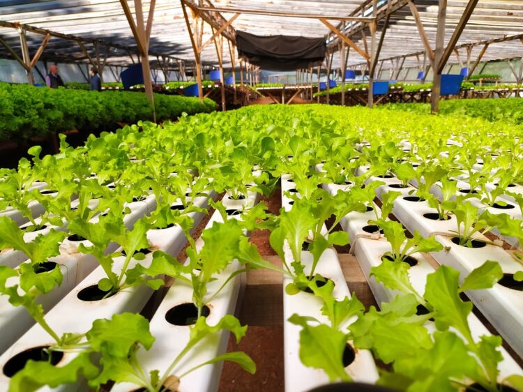 La historia de amor entre Ivana y Hugo dio frutos, pero su pequeña hija no nació de un repollo sino de una lechuga hidropónica