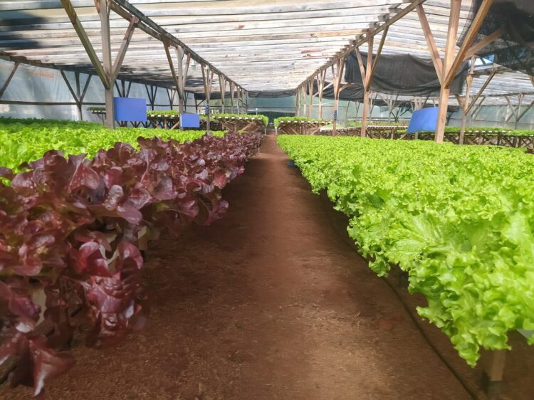 La historia de amor entre Ivana y Hugo dio frutos, pero su pequeña hija no nació de un repollo sino de una lechuga hidropónica